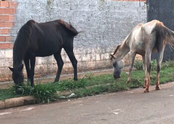 Paraíso do Tocantins se integra ao Susaf-TO e fortalece comércio de produtos de origem animal