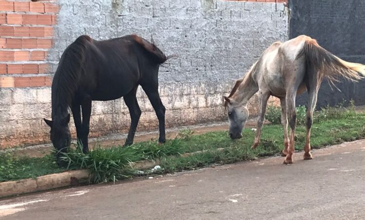 Paraíso do Tocantins se integra ao Susaf-TO e fortalece comércio de produtos de origem animal