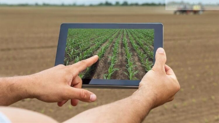 Você está planejando sua safra da forma certa? Veja o que os especialistas recomendam