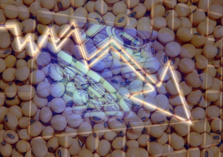 Estimativas de soja do USDA decepcionam e movimentam fechamento do mercado