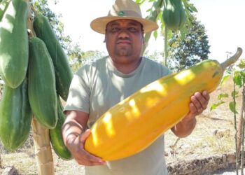Produtor rural colhe mamão de quase 7 kg no Tocantins: ‘Muito acima da média’