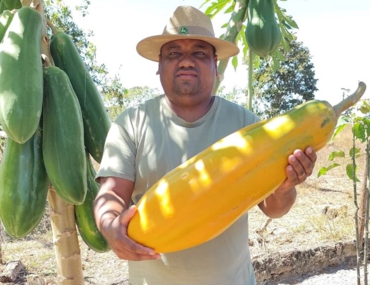 Produtor rural colhe mamão de quase 7 kg no Tocantins: ‘Muito acima da média’