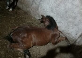 Suspeita de contaminação em ração leva à morte de nove cavalos em SP