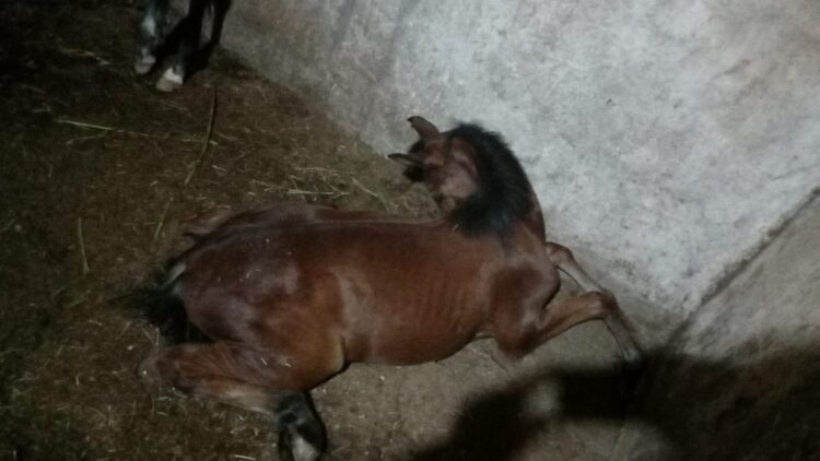 Suspeita de contaminação em ração leva à morte de nove cavalos em SP