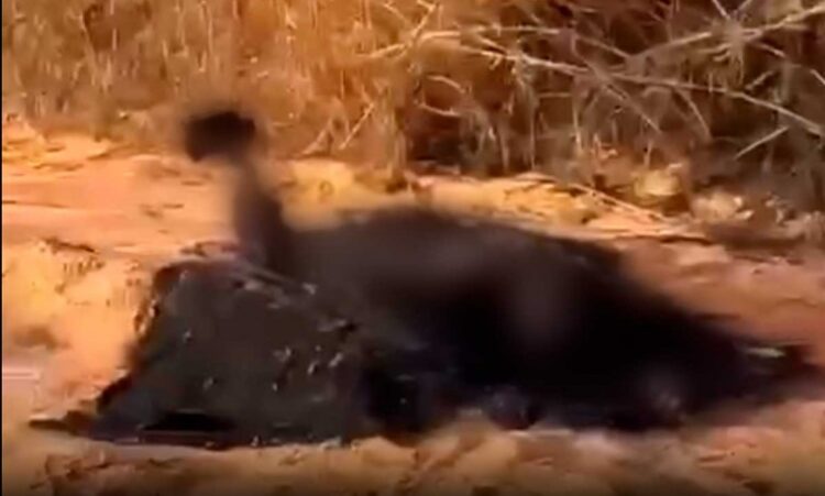 Polícia encontra corpo carbonizado na zona rural de Lajeado