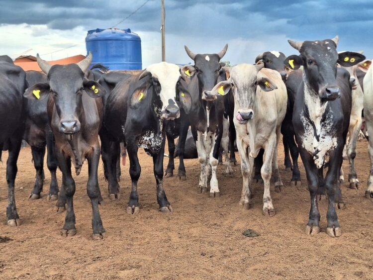 Preço do boi gordo inicia semana estável na maior parte do país