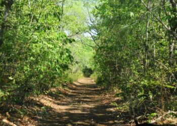 Parque Estadual do Lajeado está aberto para visitação; saiba como aproveitar