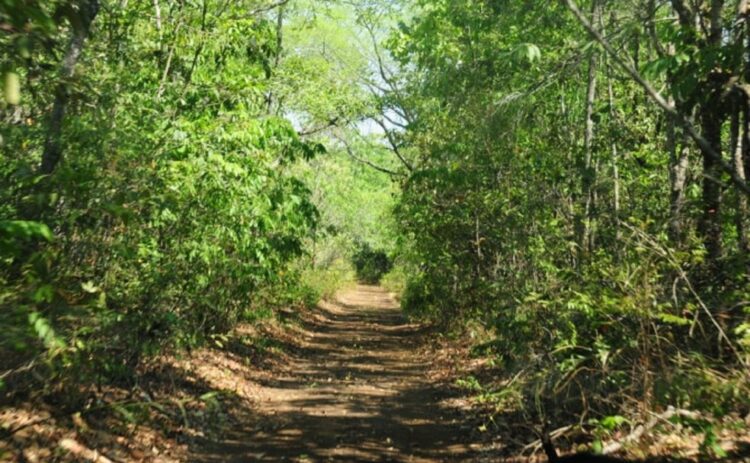 Parque Estadual do Lajeado está aberto para visitação; saiba como aproveitar