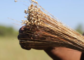 Nova fase da Operação Capim-Dourado é lançada para reforçar defesa do Cerrado no Tocantins