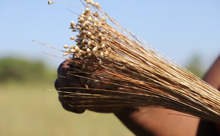 Nova fase da Operação Capim-Dourado é lançada para reforçar defesa do Cerrado no Tocantins
