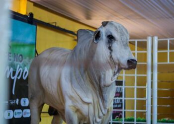 Evento em Dois Irmãos discute estratégias para ampliar produtividade e gestão na pecuária