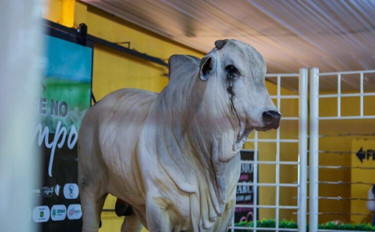 Evento em Dois Irmãos discute estratégias para ampliar produtividade e gestão na pecuária