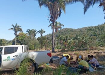 Mulheres extrativistas tocantinenses recebem apoio para transporte do coco babaçu