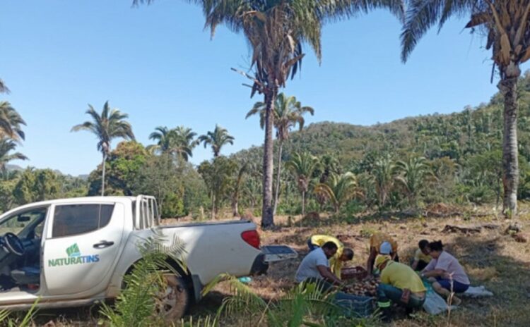 Mulheres extrativistas tocantinenses recebem apoio para transporte do coco babaçu