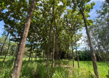 VIII Seminário Estadual de Agroecologia 2025 reúne agricultores e especialistas em Palmas