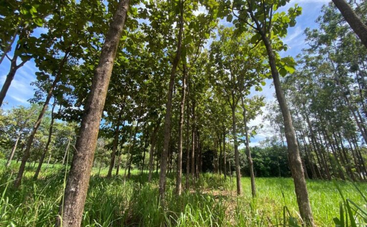 VIII Seminário Estadual de Agroecologia 2025 reúne agricultores e especialistas em Palmas