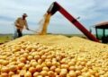 Com 8,4 milhões de toneladas previstos, Tocantins consolida liderança na produção de grãos do Norte