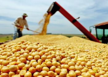 Com 8,4 milhões de toneladas previstos, Tocantins consolida liderança na produção de grãos do Norte