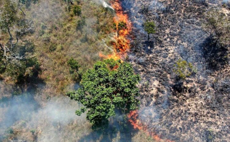Tocantins registra queda de 28,7% na área queimada com plano de combate