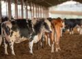Após tarifaço dos EUA, Tocantins organiza missão internacional em busca de novos mercados