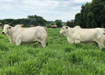 Circuito Nelore de Qualidade chega a Gurupi e reforça protagonismo do Tocantins na pecuária nacional