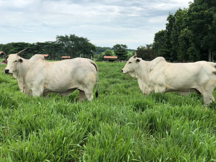 Circuito Nelore de Qualidade chega a Gurupi e reforça protagonismo do Tocantins na pecuária nacional