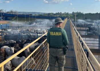 Operação do Ibama resulta na apreensão de 7 mil bovinos e R$ 49 milhões em multas