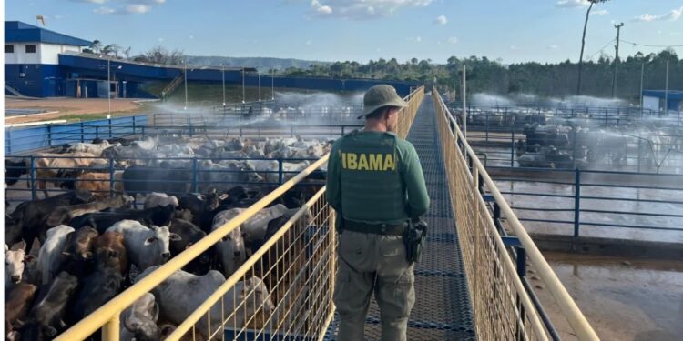 Operação do Ibama resulta na apreensão de 7 mil bovinos e R$ 49 milhões em multas
