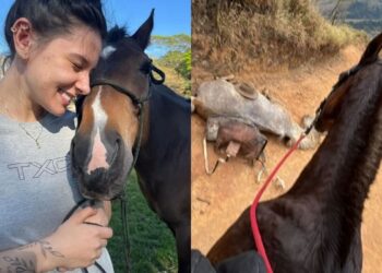 Cantora Ana Castela expõe caso de cavalo mutilado em Bananal/SP e pede justiça