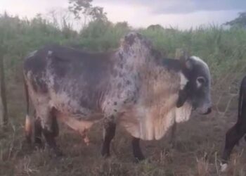 Touro não cobre vacas? Saiba os principais motivos e como resolver