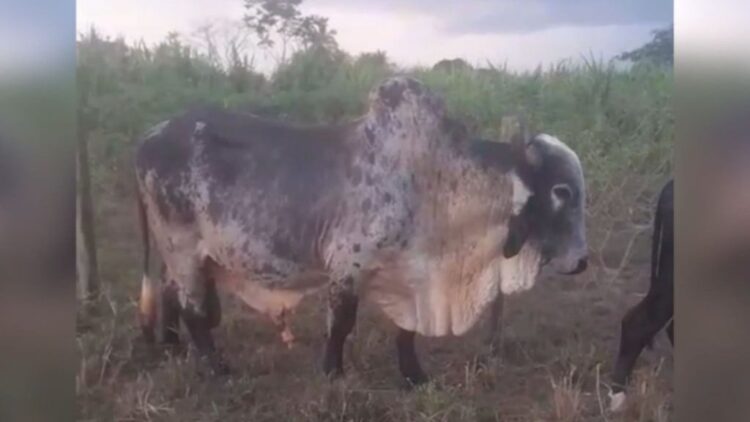 Touro não cobre vacas? Saiba os principais motivos e como resolver