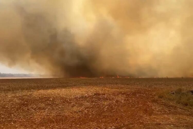 Frísia orienta cooperados no Tocantins para prevenir queimadas e preservar a produção