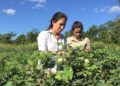 Pronaf concede bônus a agricultores familiares para arroz, manga e batata em agosto