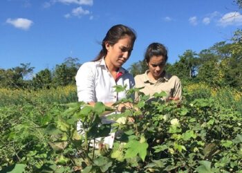 Pronaf concede bônus a agricultores familiares para arroz, manga e batata em agosto