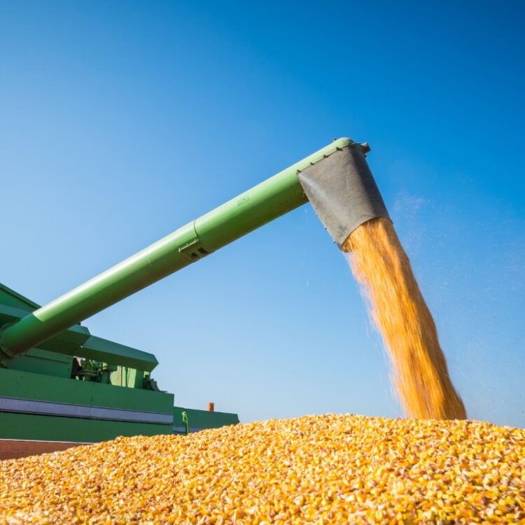 Colheita atinge 94,8% e Zarc da safra 25/26 é divulgado