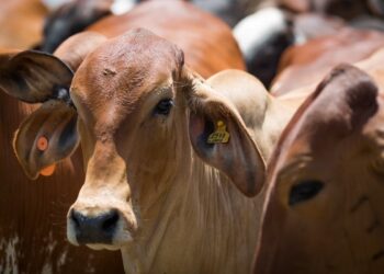 Carne bovina brasileira atinge novo recorde de exportação, mesmo sob tarifaço