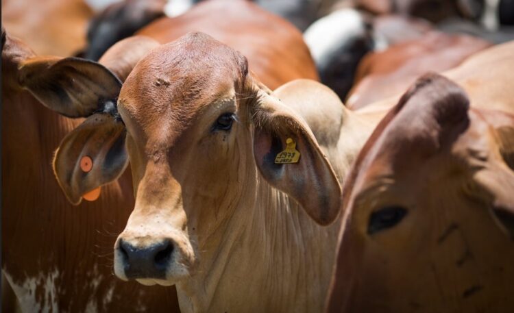 Carne bovina brasileira atinge novo recorde de exportação, mesmo sob tarifaço