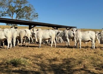 Com manejo tecnológico, boiada Nelore do Tocantins ultrapassa 21 arrobas