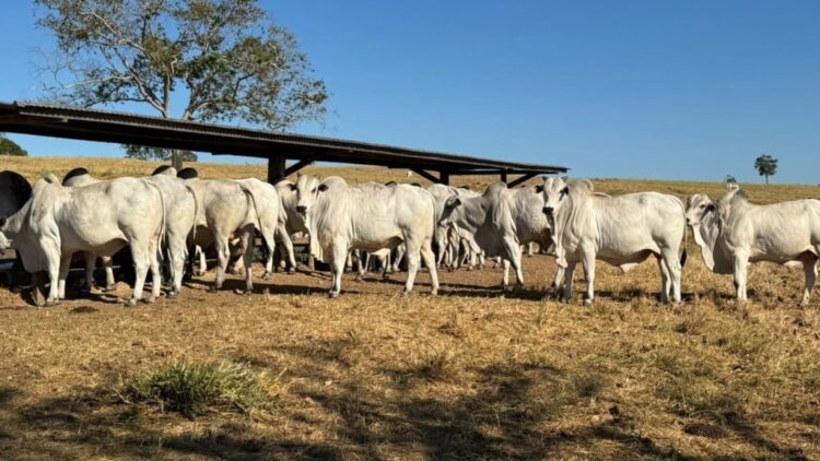 Com manejo tecnológico, boiada Nelore do Tocantins ultrapassa 21 arrobas