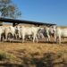 Com manejo tecnológico, boiada Nelore do Tocantins ultrapassa 21 arrobas