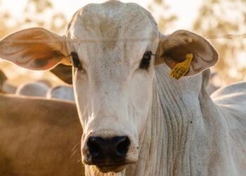 Tocantins reforça protagonismo na pecuária com alto índice de declarações cadastradas
