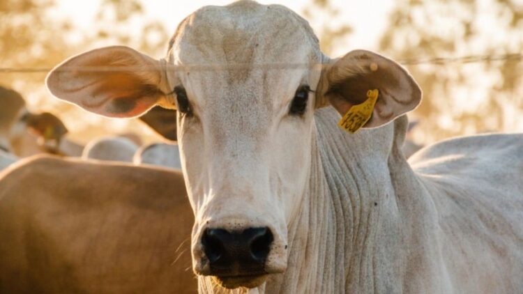 Tocantins reforça protagonismo na pecuária com alto índice de declarações cadastradas