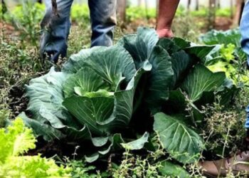 Cooperativas da agricultura familiar recebem R$ 60 milhões do BNDES para fabricar bioinsumos