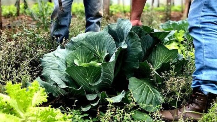 Cooperativas da agricultura familiar recebem R$ 60 milhões do BNDES para fabricar bioinsumos