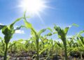 Inmet prevê agosto com calor intenso, geadas e riscos para a produção agrícola