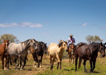 CNA reúne propostas para modernizar regras de transporte de equídeos