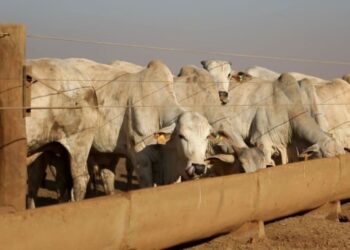 Capim humidícola e sal mineral: um mito que pode prejudicar sua fazenda