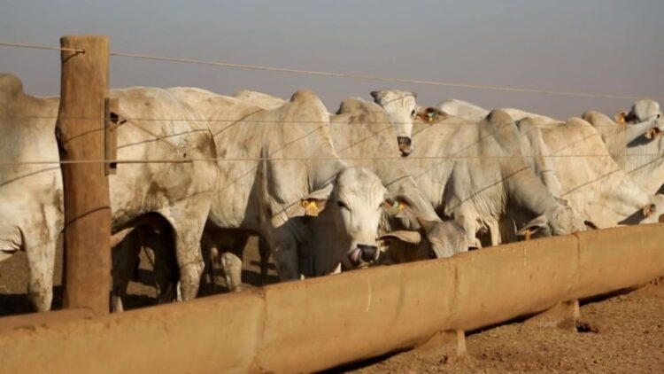 Capim humidícola e sal mineral: um mito que pode prejudicar sua fazenda