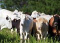 Arroba do boi gordo segue em alta e exportações de carne bovina mantêm ritmo forte, apesar de tarifa dos EUA