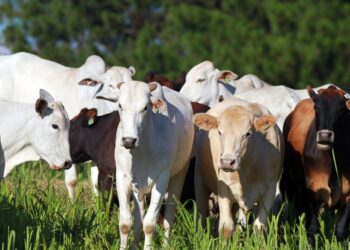 Arroba do boi gordo segue em alta e exportações de carne bovina mantêm ritmo forte, apesar de tarifa dos EUA